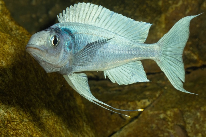 Ophthalmotilapia ventralis 'Kafyoko Point'